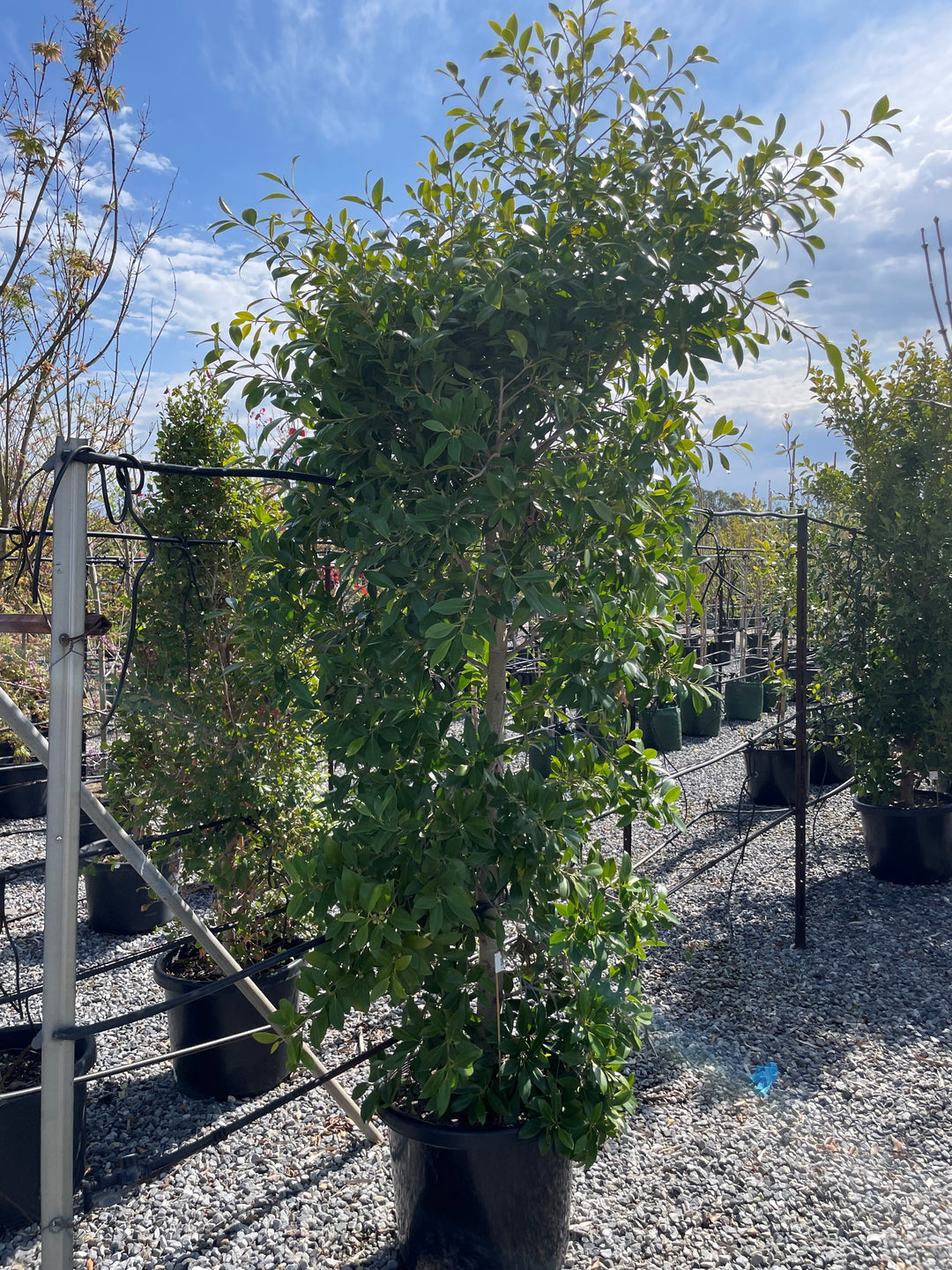 Ficus Microcarpa Hillii 'Flash'