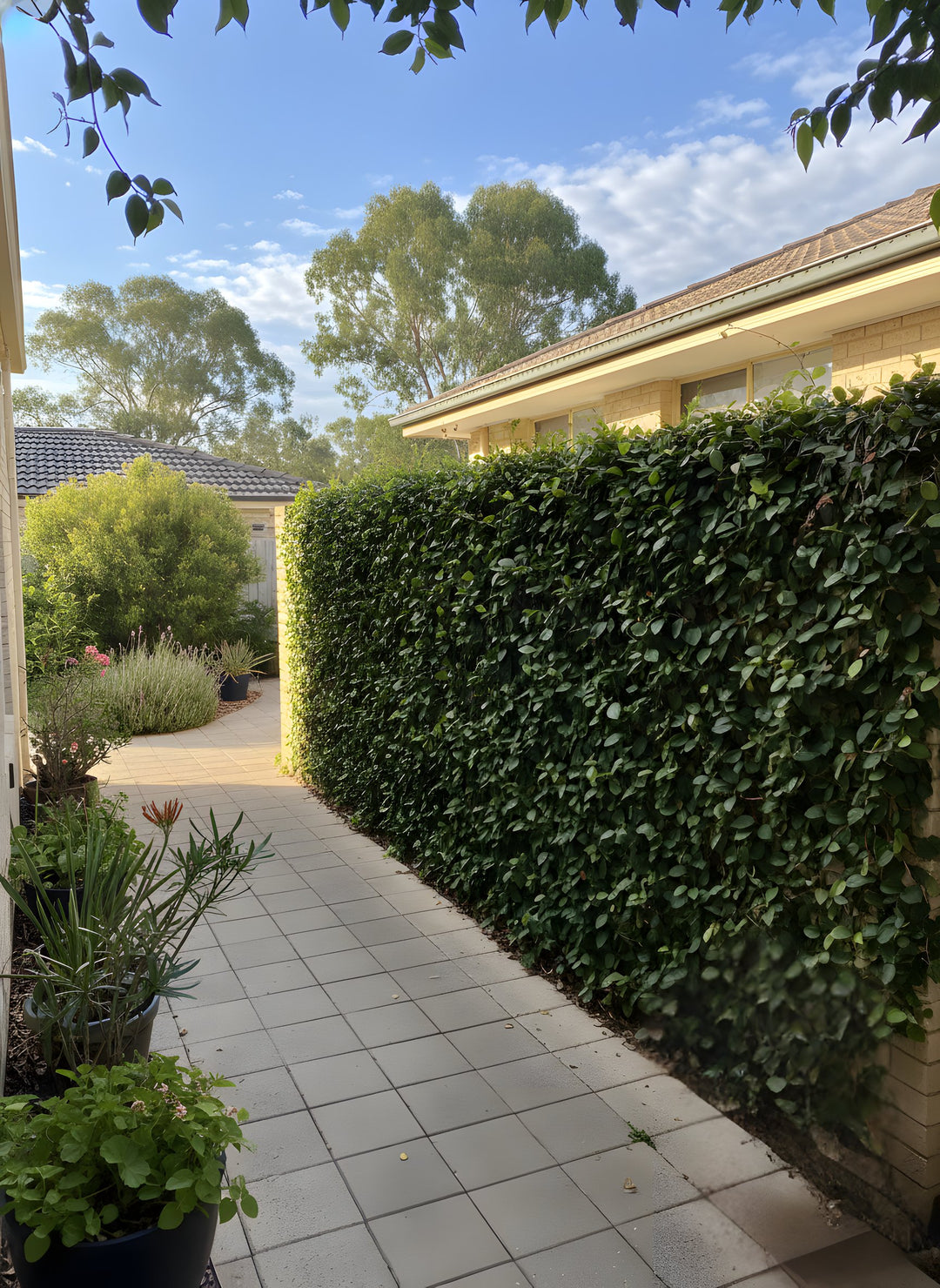 Ficus Pumila 140mm Pot for sale Adelaide Plant Co