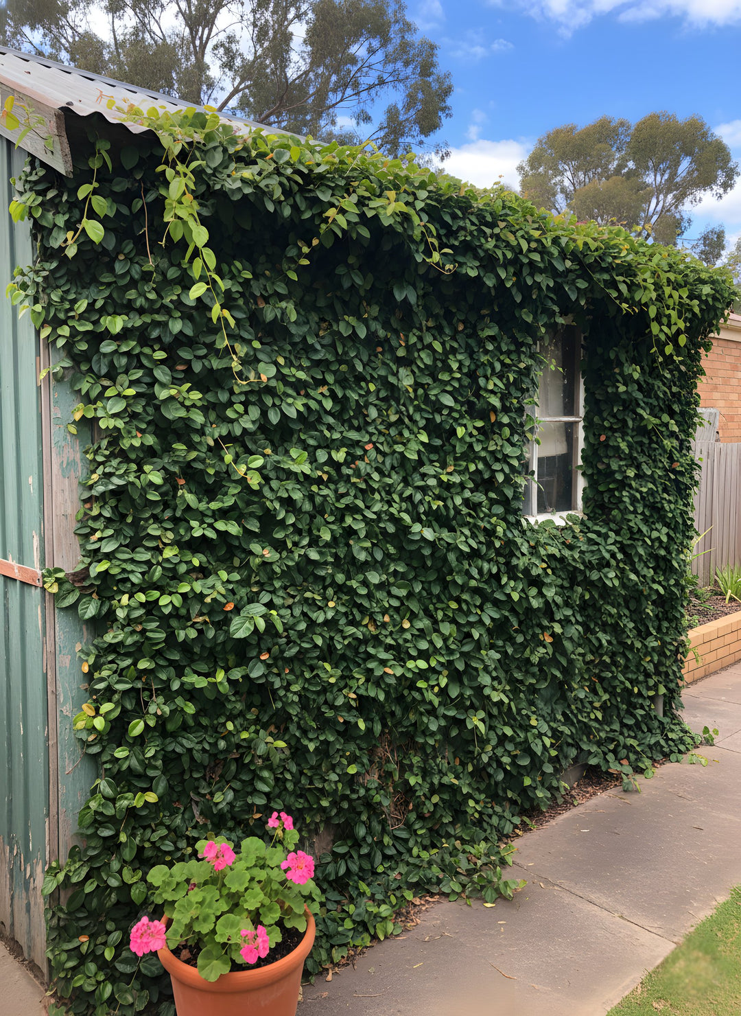 Ficus Pumila for sale Adelaide Plant Co