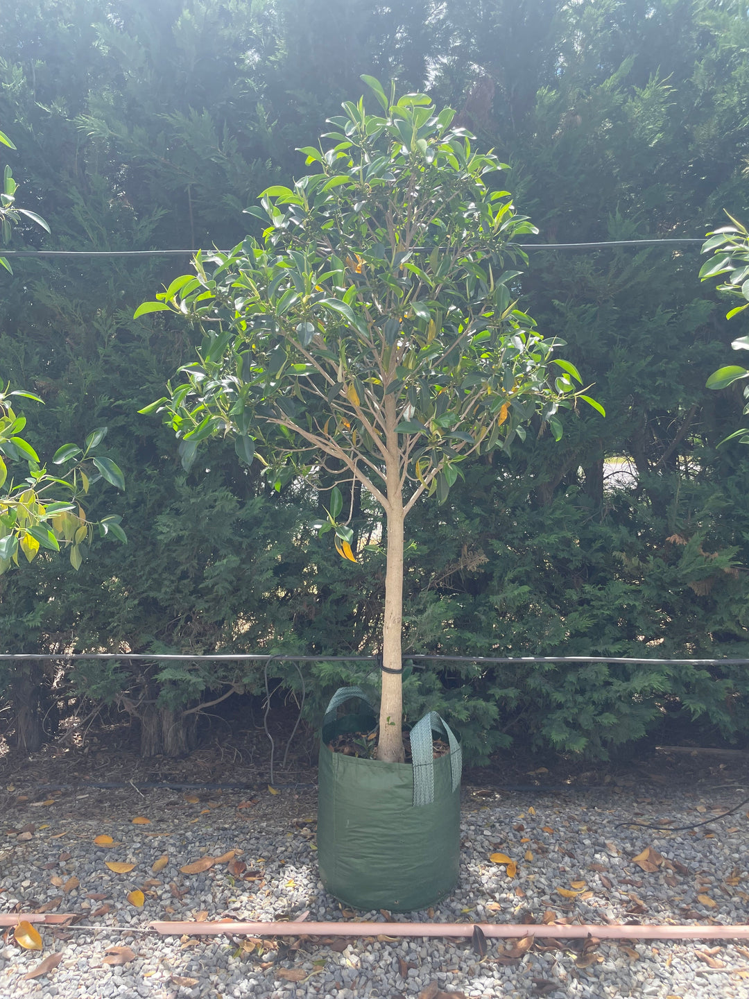 Ficus rubiginosa 75L Grow Bag for sale Adelaide Plant Co
