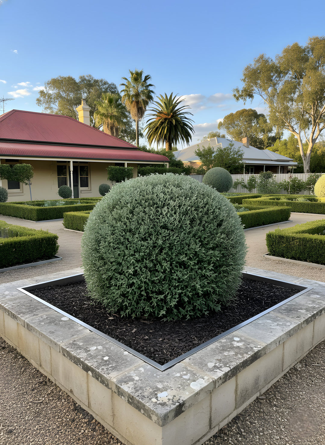 TOPIARY / Teucrium fruticans (Sphere) for sale Adelaide Plant Co