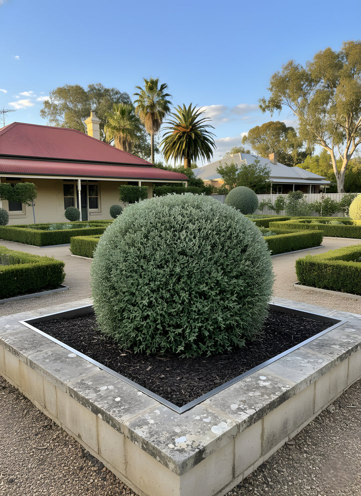 TOPIARY / Teucrium fruticans (Sphere) for sale Adelaide Plant Co