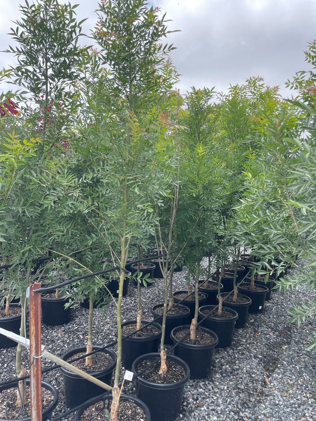 Fraxinus Angustifgolia 'Raywood'