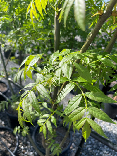 Fraxinus Angustifgolia 'Raywood' 400mm Pot for sale Adelaide Plant Co