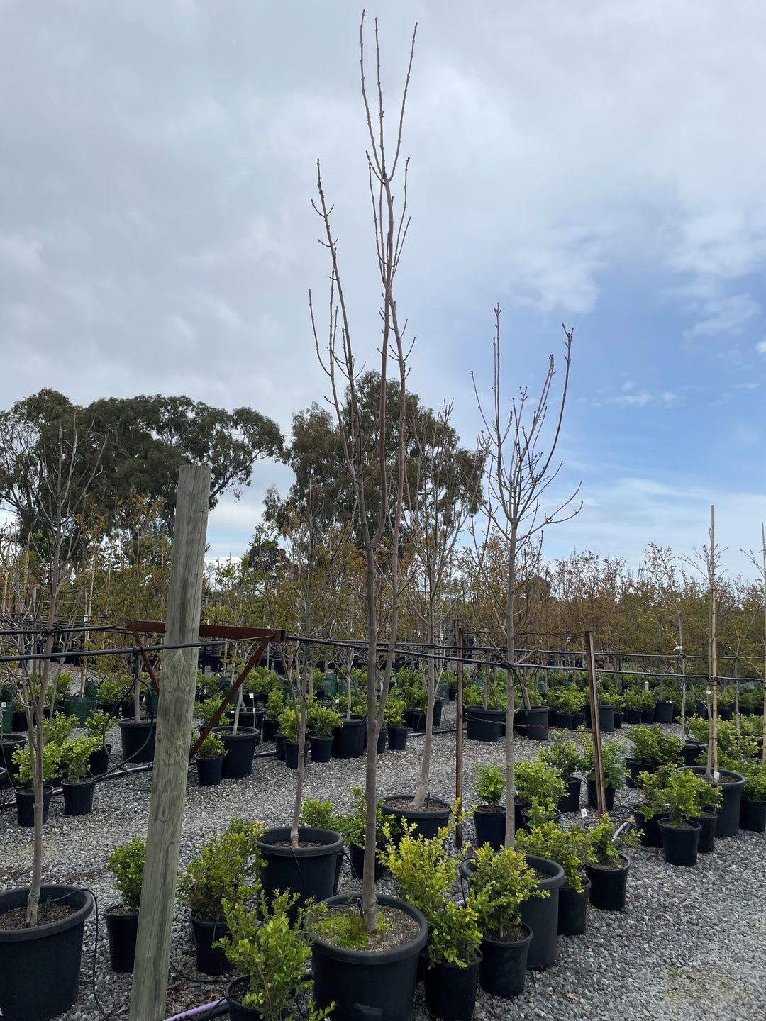 Fraxinus Angustifgolia 'Raywood'
