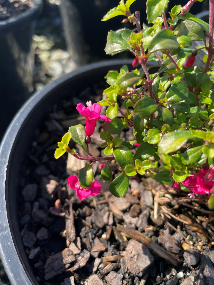 Fuchsia Bacillaris 'Candy Bells'