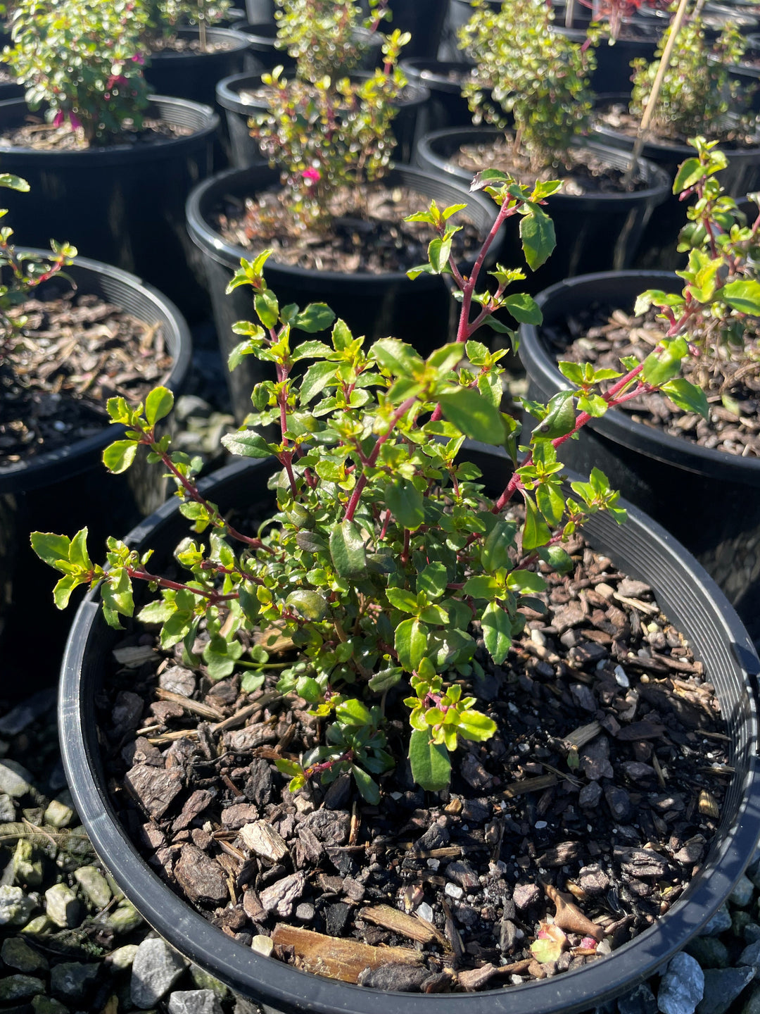 Fuchsia Bacillaris 'Candy Bells'
