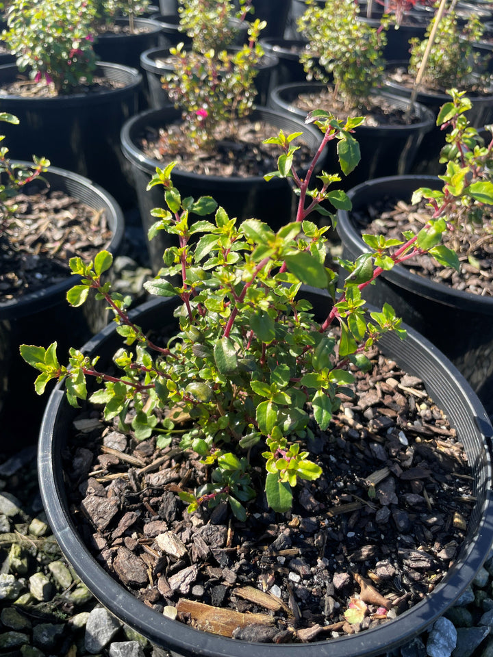 Fuchsia Bacillaris 'Candy Bells'