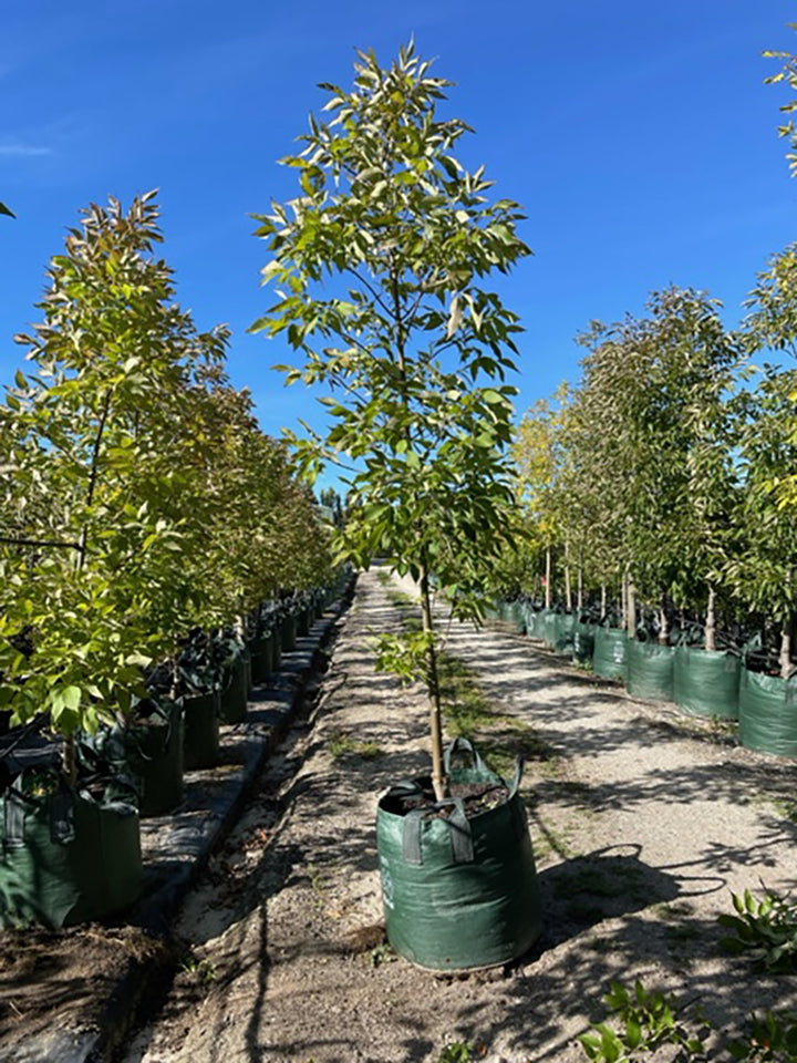 Fraxinus pennsylvanica &