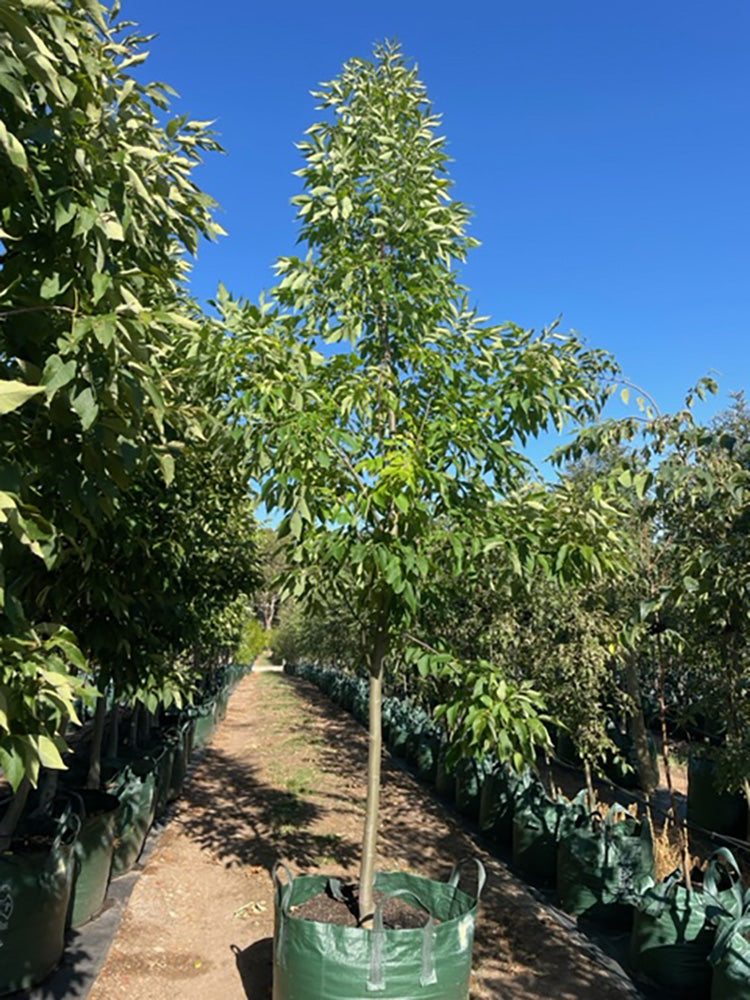 Fraxinus pennsylvanica &