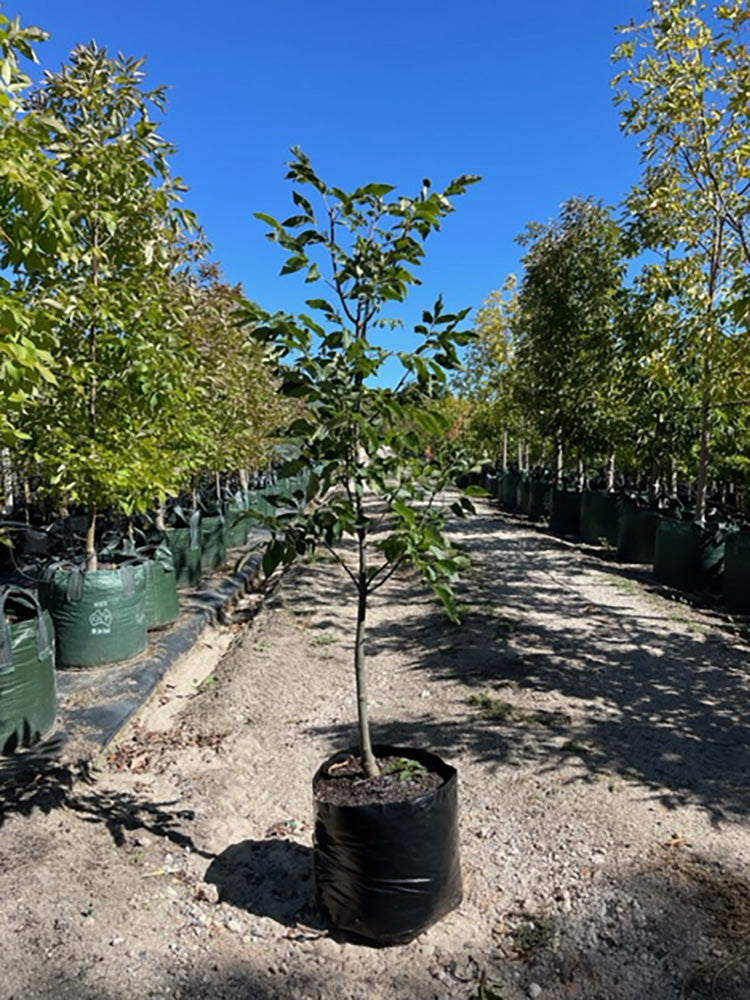 Fraxinus pennsylvanica &