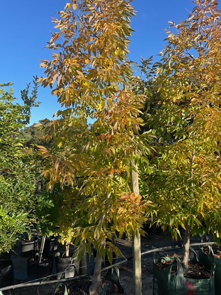 Fraxinus pennsylvanica &