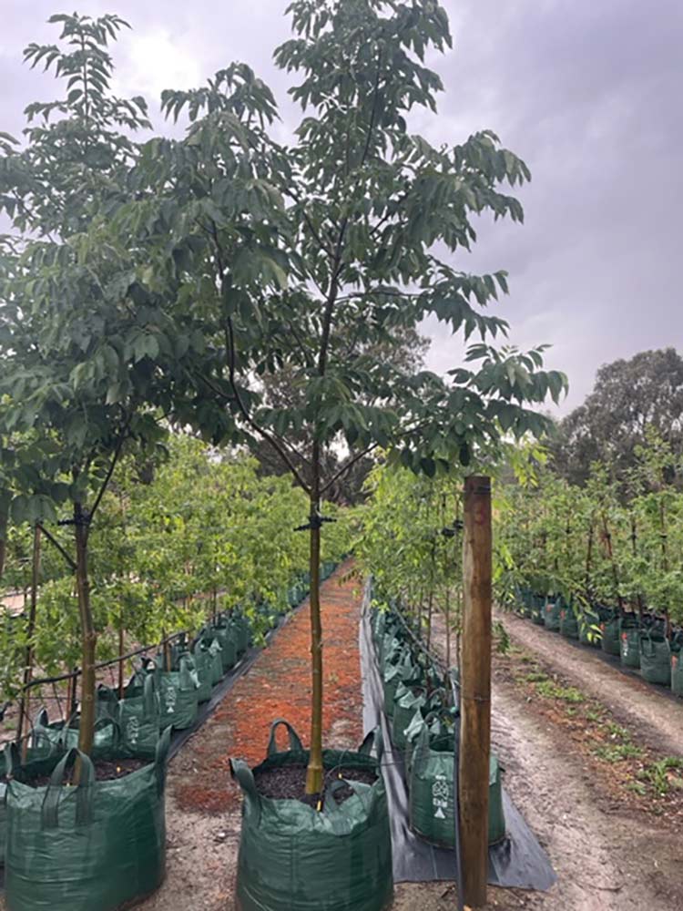 Fraxinus pennsylvanica &