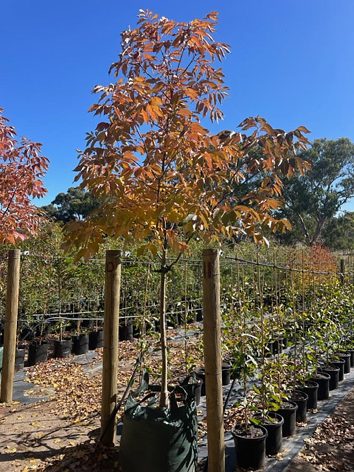 Fraxinus pennsylvanica &