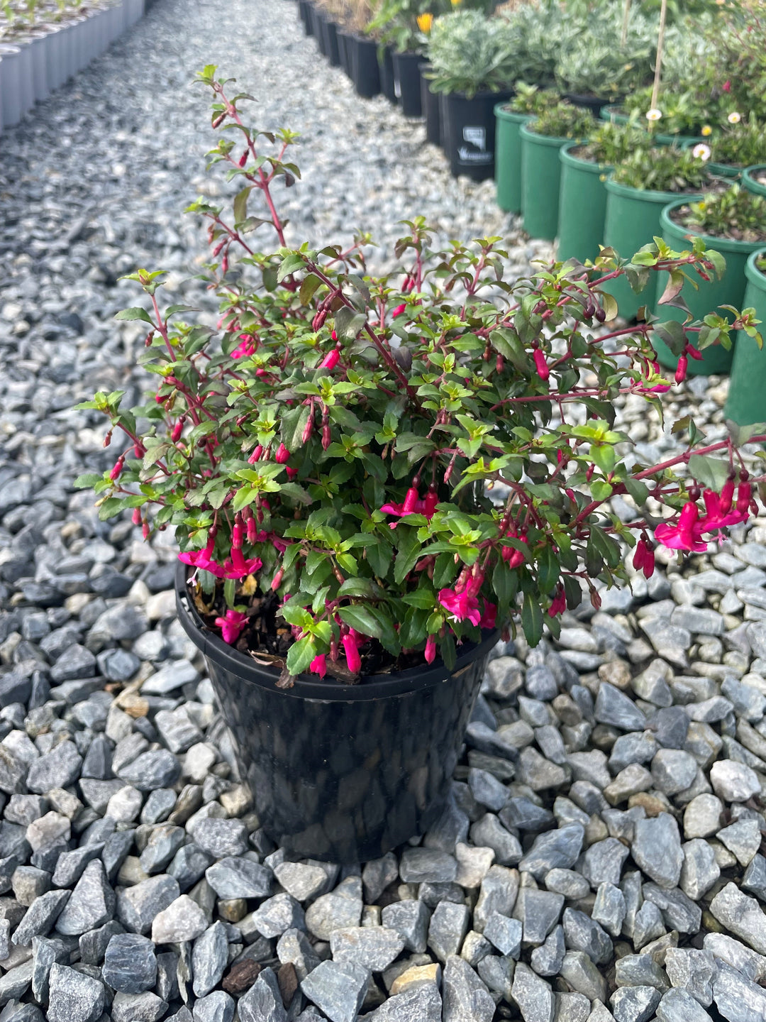 Fuchsia Bacillaris 'Candy Bells' 140mm Pot for sale Adelaide Plant Co