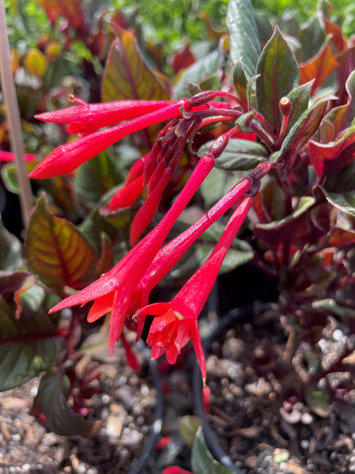 Fuchsia &