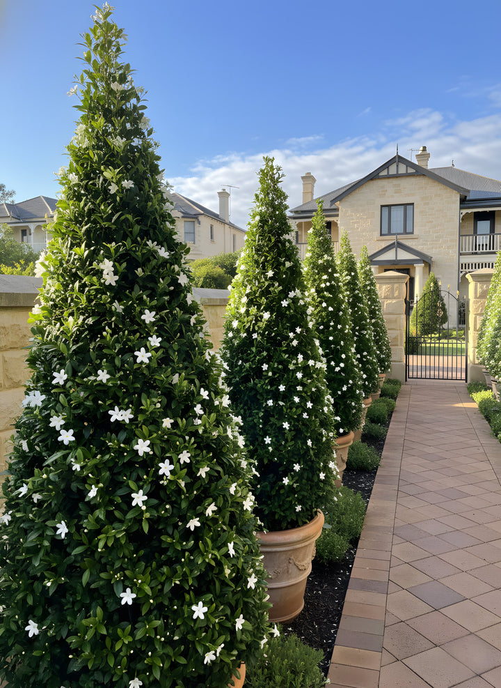 TOPIARY / Trachelospermum jasminoides (Cones) for sale Adelaide Plant Co