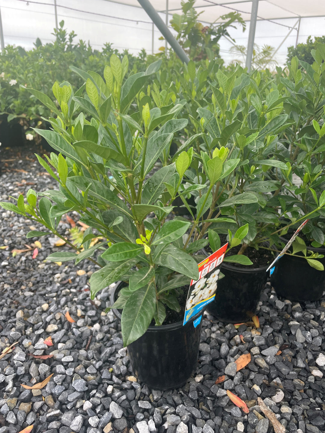Gardenia augusta &