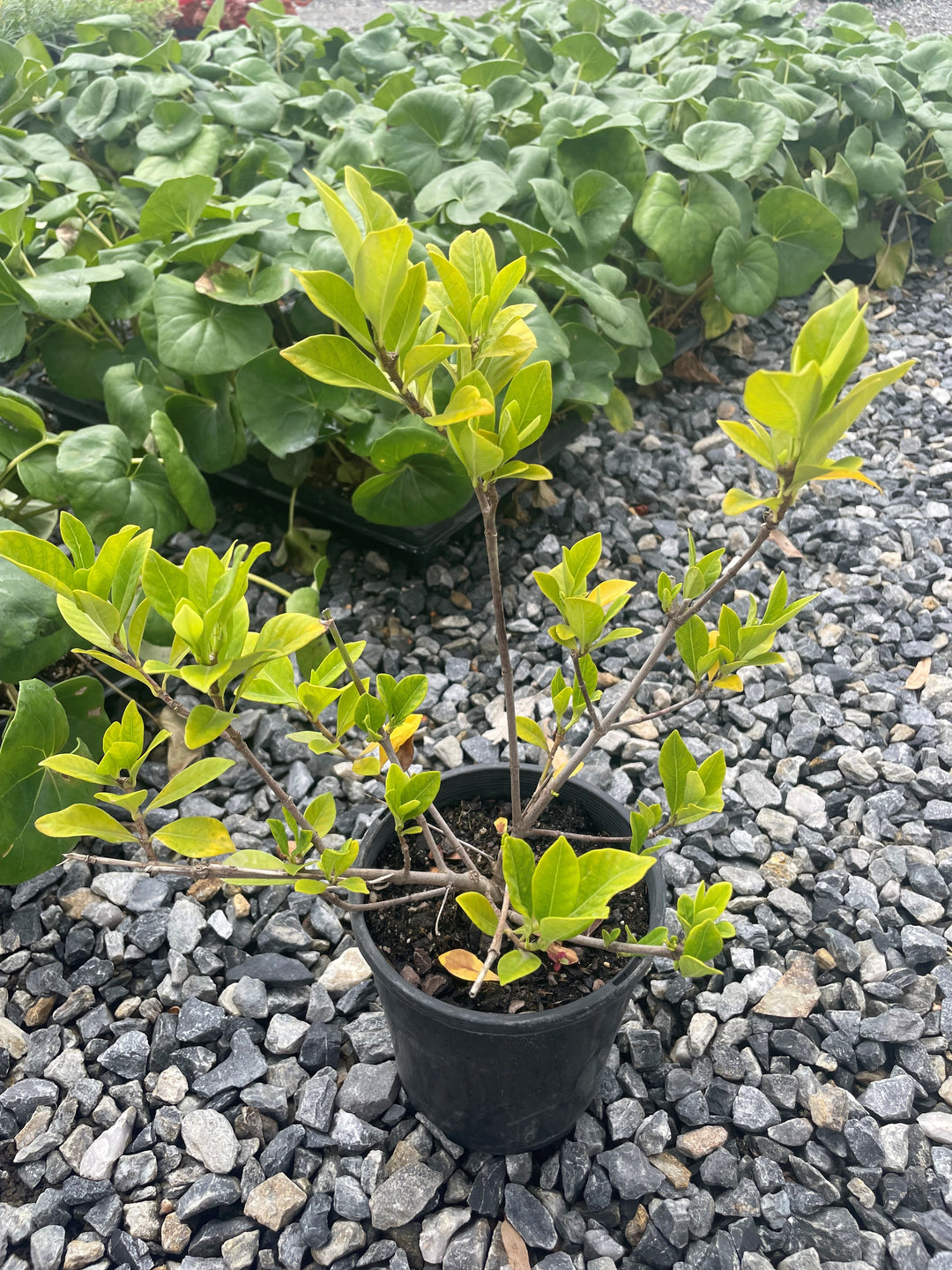 Gardenia Augusta &