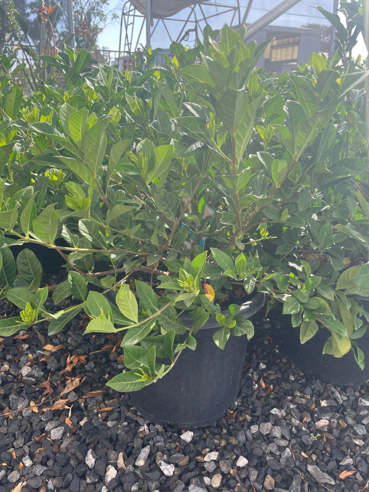 Gardenia Augusta &