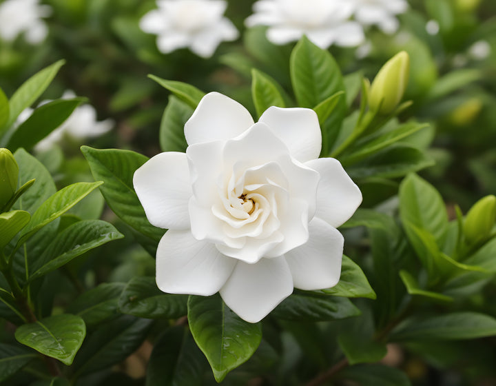 Gardenia Augusta &