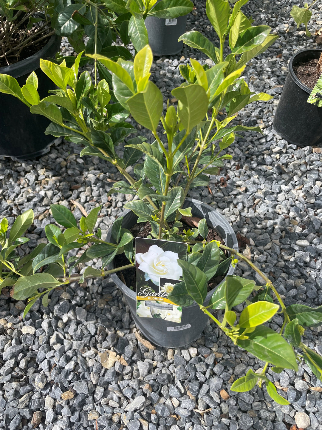 Gardenia Augusta &