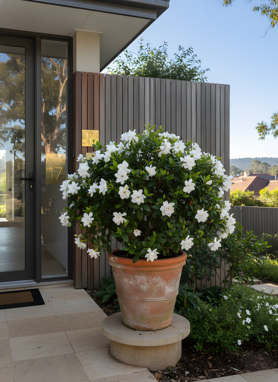 Gardenia Augusta &