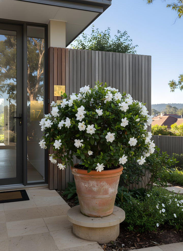 Gardenia Augusta &