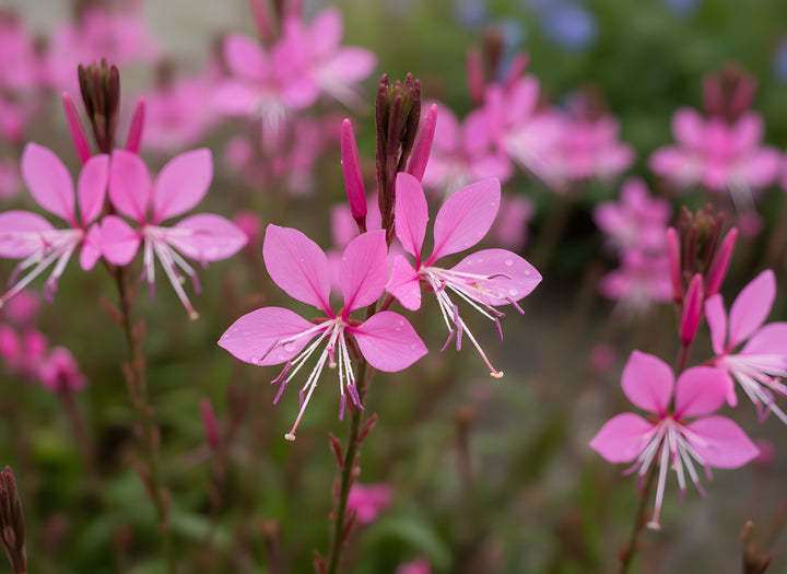 Gaura Lindheimeri &