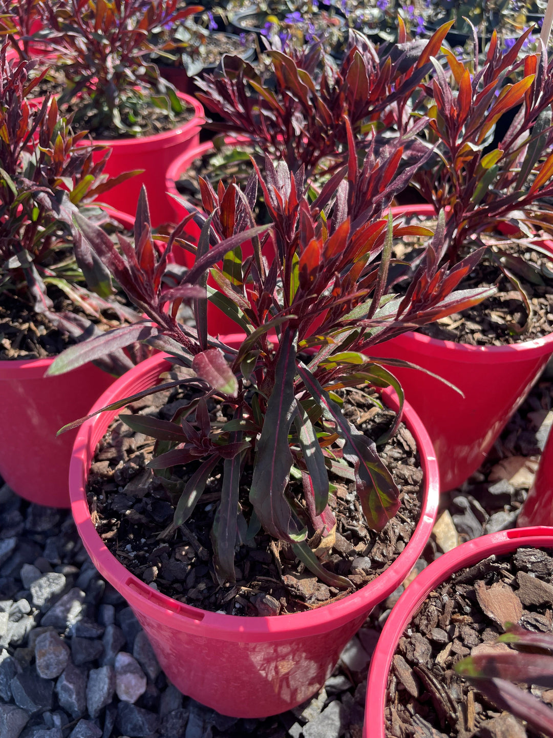 Gaura Lindheimeri 'Belleza Dark Pink'