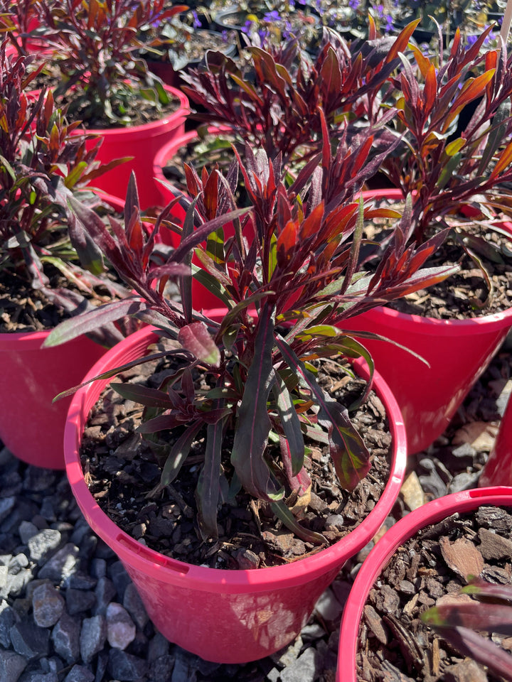 Gaura Lindheimeri 'Belleza Dark Pink'
