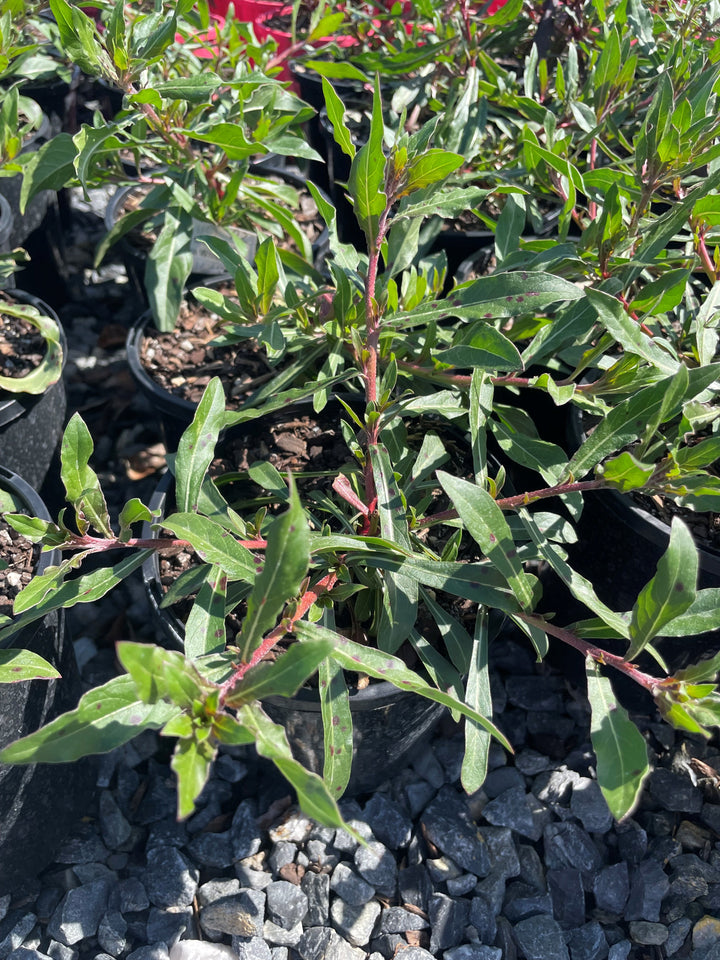 Gaura Lindheimeri 'Belleza White'