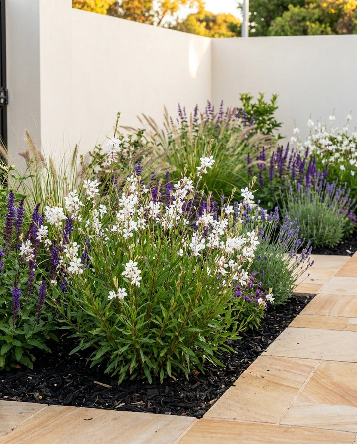 Gaura lindheimeri &