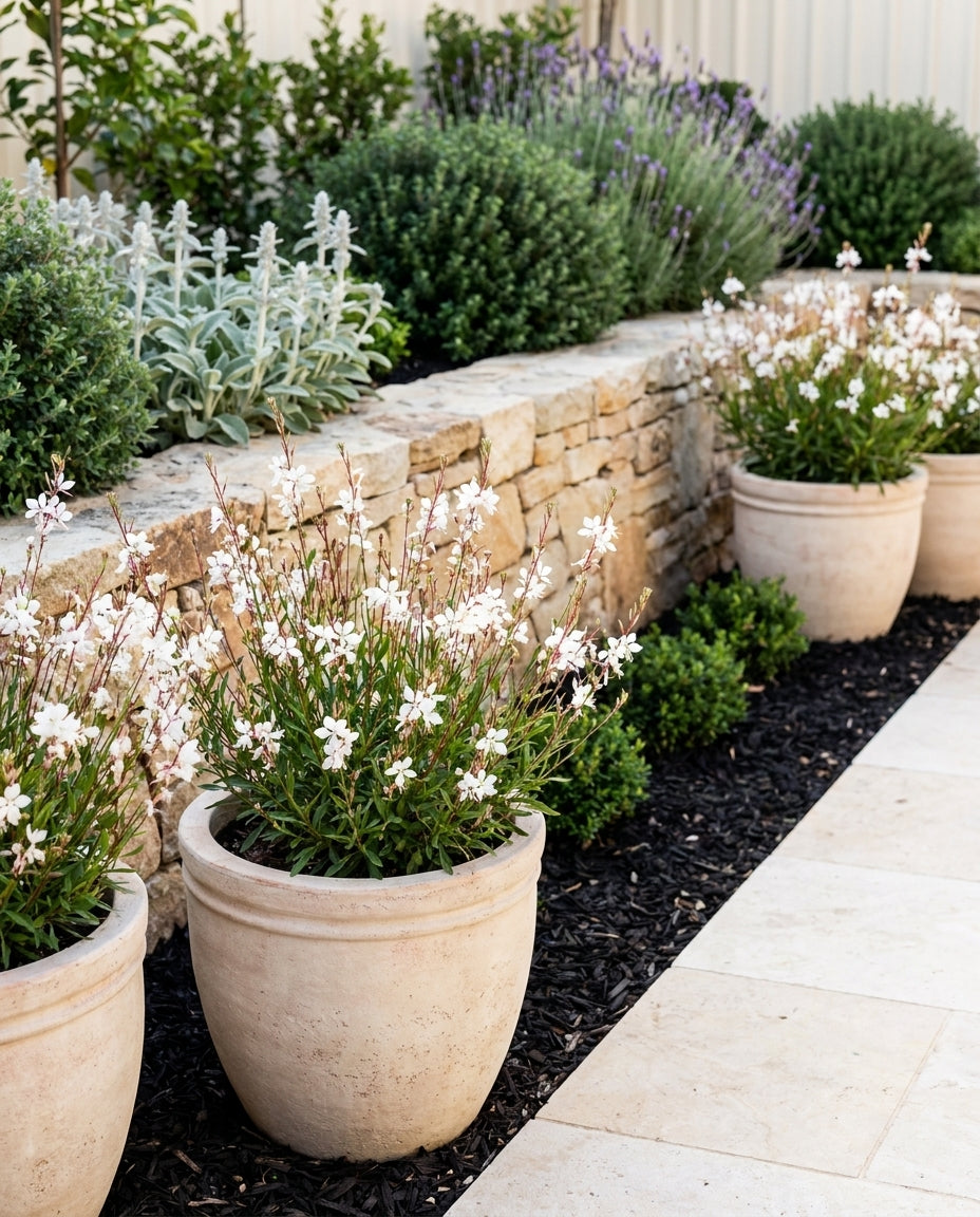 Gaura lindheimeri &