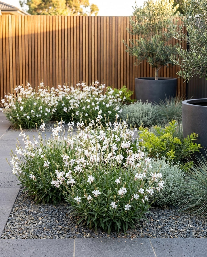 Gaura lindheimeri &