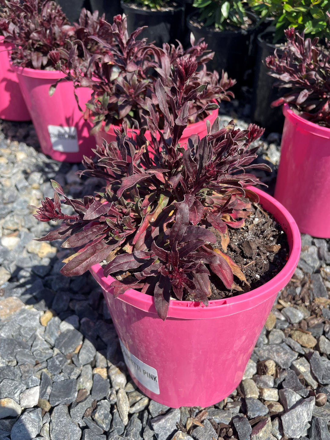 Gaura Lindheimeri 'Confetti Pink'