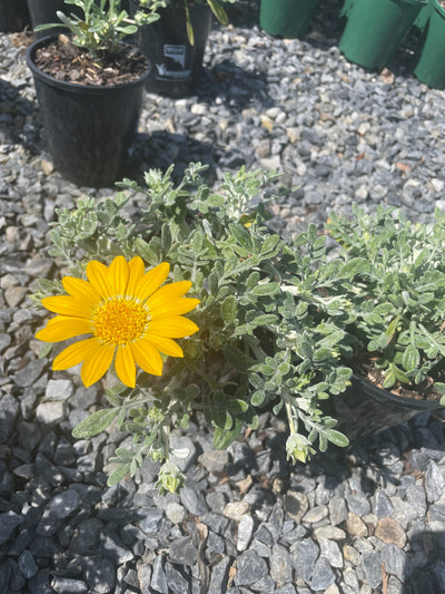 Gazania hybrid 'Double Gold' 140mm Pot for sale Adelaide Plant Co