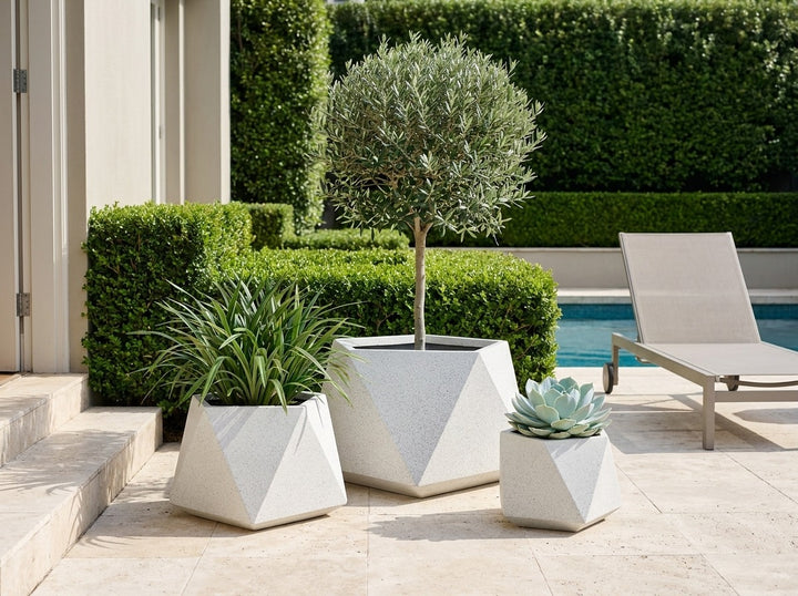 Geo Squat planter pots in Blizzard white terrazzo, all three sizes planted with an olive standard, Dianella flax-lily and echeveria on a poolside travertine terrace