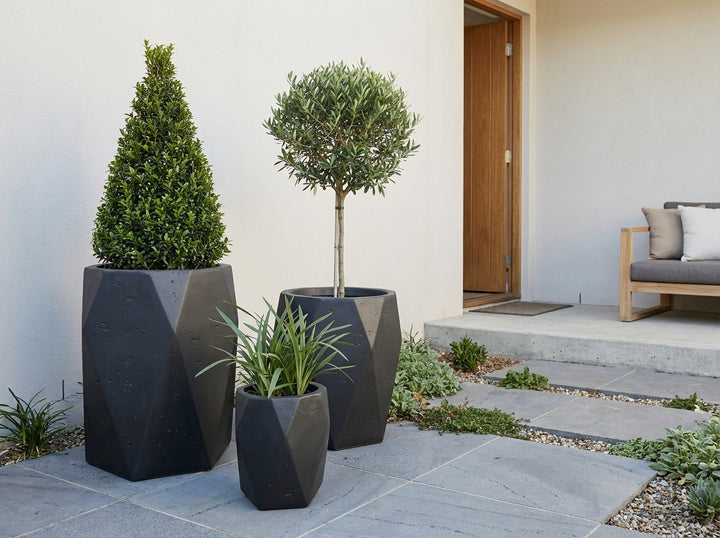 Geo Tall planter pots in Raven charcoal concrete-look fibre-clay, all three sizes planted with a Lilly Pilly cone topiary, olive standard and Dianella flax-lily on bluestone paving