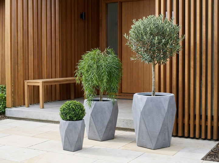 Geo Tall planter pots in Slate grey concrete-look fibre-clay, all three sizes planted with an olive standard, Acacia Waterfall weeping standard and clipped buxus ball at a timber-batten entry