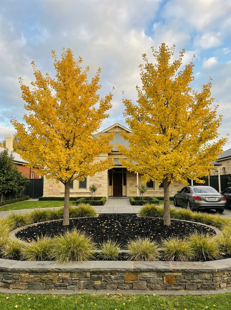 Ginkgo Biloba 200mm Pot for sale Adelaide Plant Co