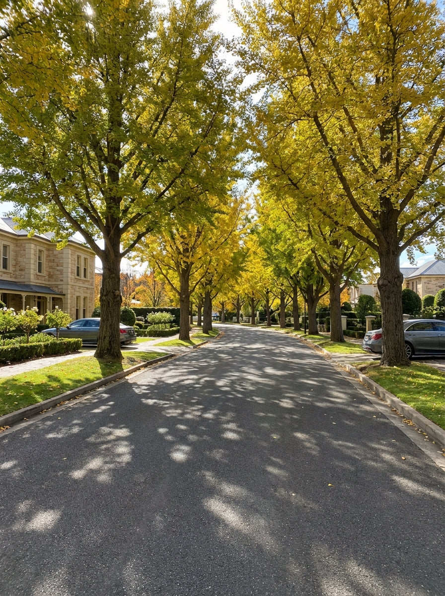 Ginkgo Biloba 200mm Pot for sale Adelaide Plant Co