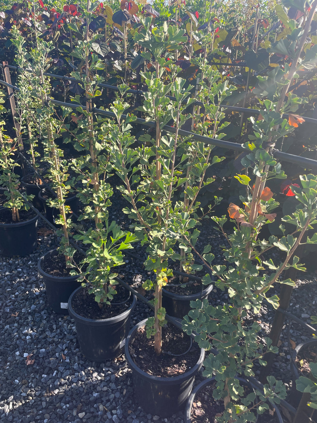 Ginkgo biloba &
