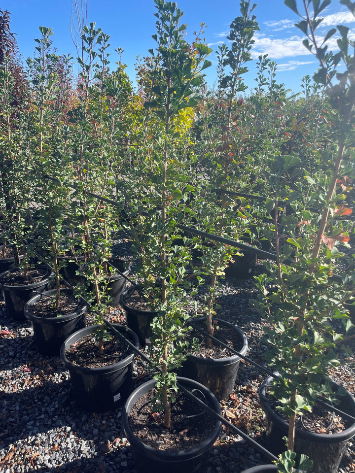 Ginkgo biloba &