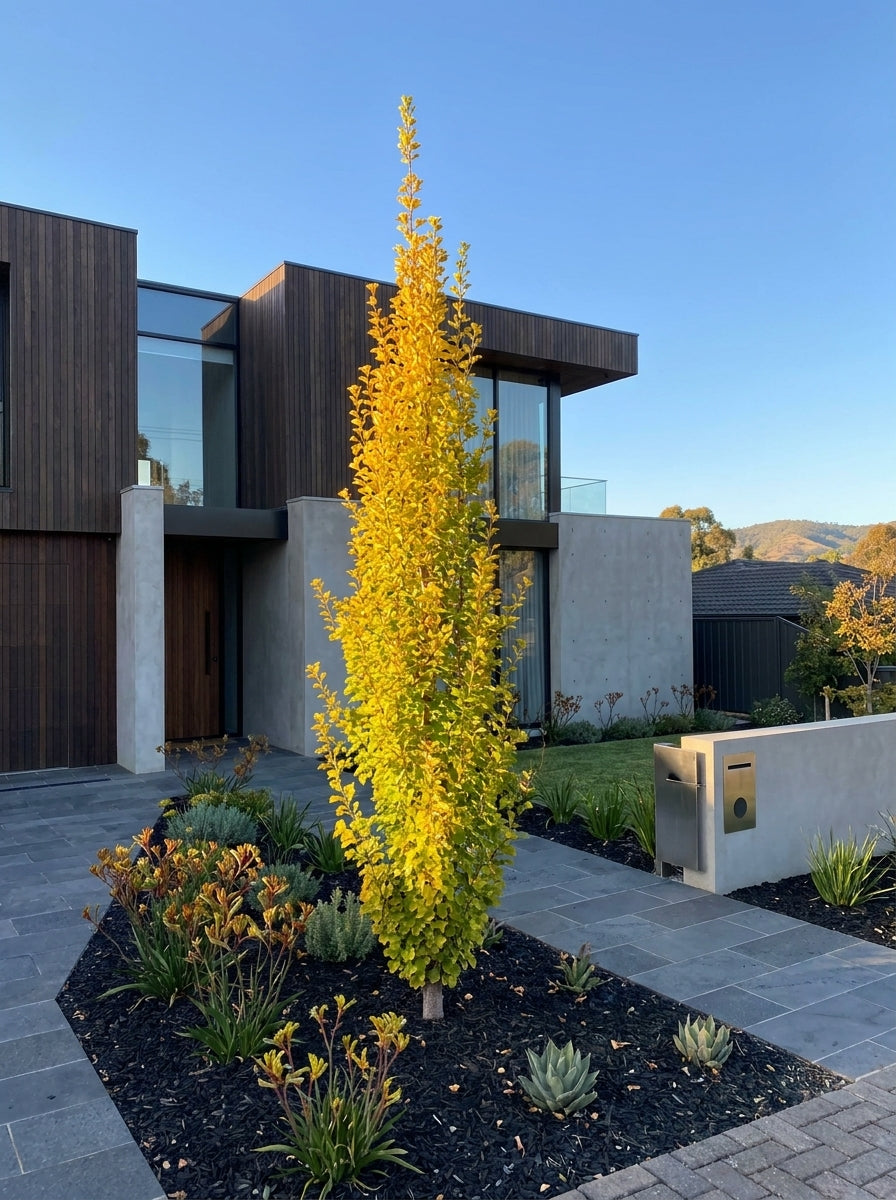 Ginkgo biloba 'Lemonlime Spire' 300mm Pot for sale Adelaide Plant Co
