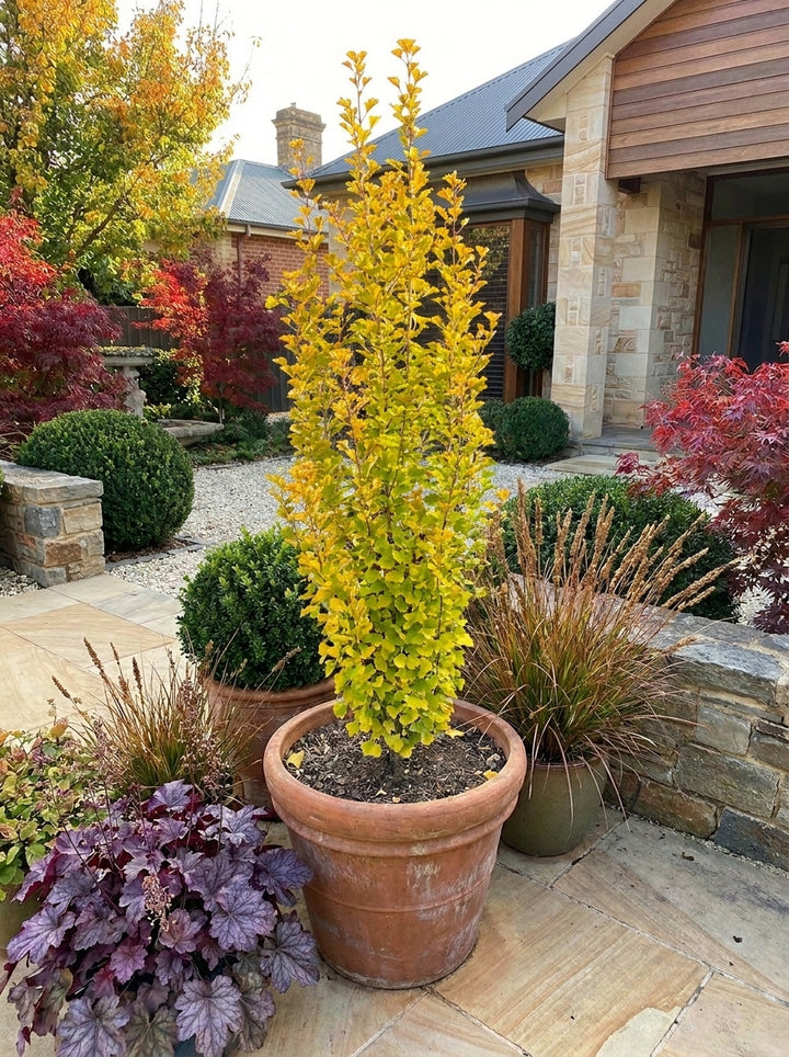 Ginkgo biloba &