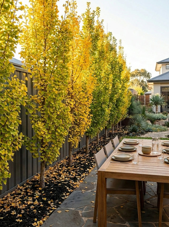 Ginkgo biloba &