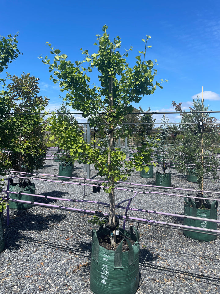 Ginkgo Biloba