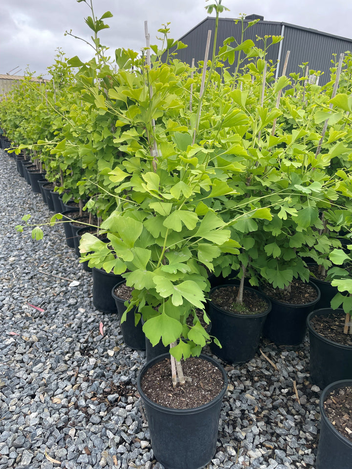 Ginkgo Biloba