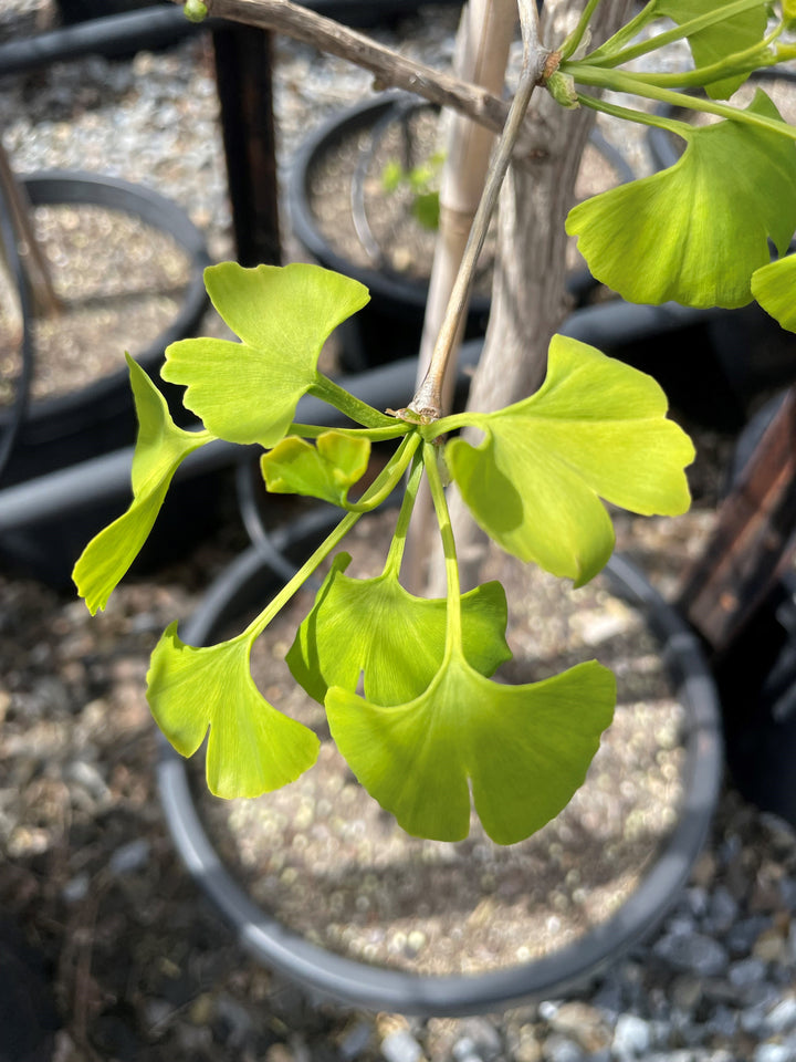 Ginkgo Biloba
